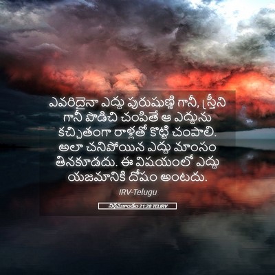 Picture 05 - నిర్గమకాండం 21:28 TELIRV - ఎవరిదైనా ఎద్దు - Bible Verse Picture