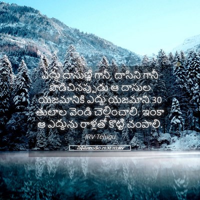 Picture 05 - నిర్గమకాండం 21:32 TELIRV - ఎద్దు దాసుణ్ణి - Bible Verse Picture