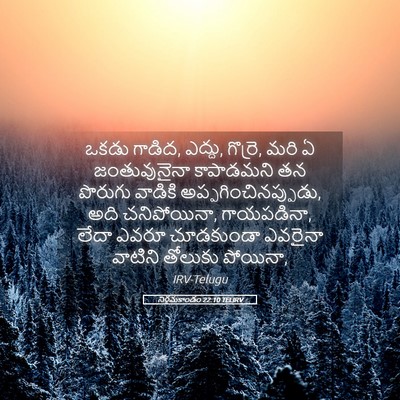 Picture 05 - నిర్గమకాండం 22:10 TELIRV - ఒకడు గాడిద, ఎద్దు, - Bible Verse Picture