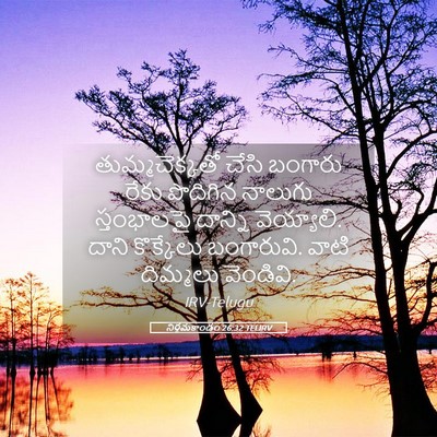 Picture 05 - నిర్గమకాండం 26:32 TELIRV - తుమ్మచెక్కతో చేసి - Bible Verse Picture