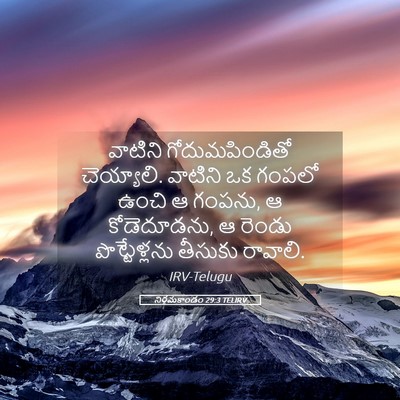 Picture 05 - నిర్గమకాండం 29:3 TELIRV - వాటిని - Bible Verse Picture