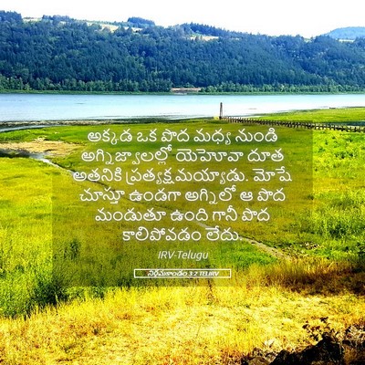 Picture 05 - నిర్గమకాండం 3:2 TELIRV - అక్కడ ఒక పొద మధ్య - Bible Verse Picture
