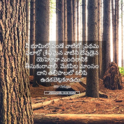 Picture 05 - నిర్గమకాండం 34:26 TELIRV - నీ భూమిలో పండే - Bible Verse Picture