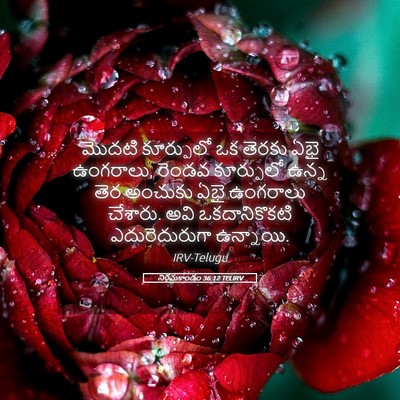 Picture 05 - నిర్గమకాండం 36:12 TELIRV - మొదటి కూర్పులో ఒక - Bible Verse Picture
