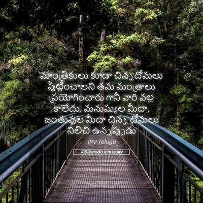 Picture 05 - నిర్గమకాండం 8:18 TELIRV - మాంత్రికులు కూడా - Bible Verse Picture