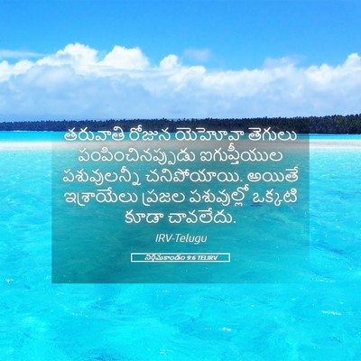 Picture 05 - నిర్గమకాండం 9:6 TELIRV - తరువాతి రోజున - Bible Verse Picture