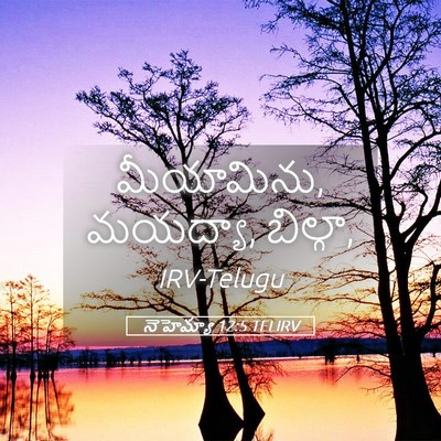 Picture 05 - నెహెమ్యా 12:5 TELIRV - మీయామిను, మయద్యా, - Bible Verse Picture