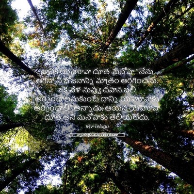 Picture 05 - న్యాయాధిపతులు 13:16 TELIRV - దానికి యెహోవా దూత - Bible Verse Picture