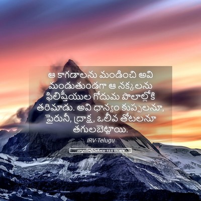 Picture 05 - న్యాయాధిపతులు 15:5 TELIRV - ఆ కాగడాలను - Bible Verse Picture