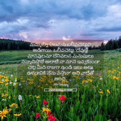 Picture 05 - న్యాయాధిపతులు 9:9 TELIRV - మమ్మల్ని ఏలమని - Bible Verse Picture