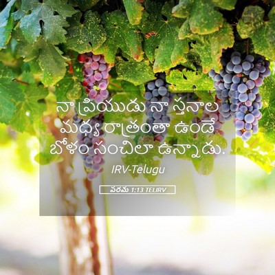 Picture 05 - పరమ 1:13 TELIRV - నా ప్రియుడు నా - Bible Verse Picture