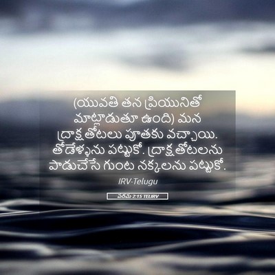 Picture 05 - పరమ 2:15 TELIRV - (యువతి తన - Bible Verse Picture