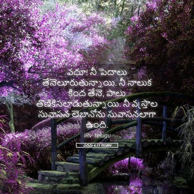 Picture 05 - పరమ 4:11 TELIRV - వధూ! నీ పెదాలు - Bible Verse Picture