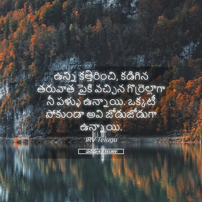 Picture 05 - పరమ 4:2 TELIRV - ఉన్ని కత్తిరించి, - Bible Verse Picture