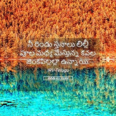 Picture 05 - పరమ 4:5 TELIRV - నీ రెండు స్తనాలు - Bible Verse Picture