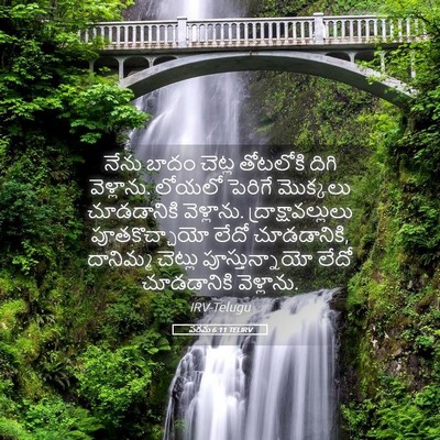 Picture 05 - పరమ 6:11 TELIRV - నేను బాదం చెట్ల - Bible Verse Picture