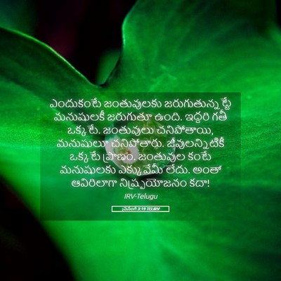 Picture 05 - ప్రసంగి 3:19 TELIRV - ఎందుకంటే - Bible Verse Picture