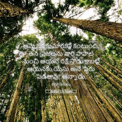 Picture 05 - మత్తయి 1:21 TELIRV - ఆమె ఒక కుమారుణ్ణి - Bible Verse Picture
