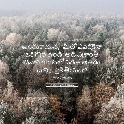 Picture 05 - మత్తయి 12:11 TELIRV - అందుకాయన, “మీలో - Bible Verse Picture