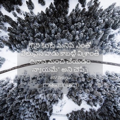Picture 05 - మత్తయి 12:12 TELIRV - గొర్రె కంటే మనిషి - Bible Verse Picture