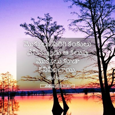 Picture 05 - మత్తయి 13:26 TELIRV - మొక్కలు పెరిగి - Bible Verse Picture