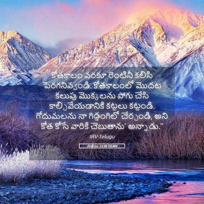 Picture 05 - మత్తయి 13:30 TELIRV - కోతకాలం వరకూ - Bible Verse Picture