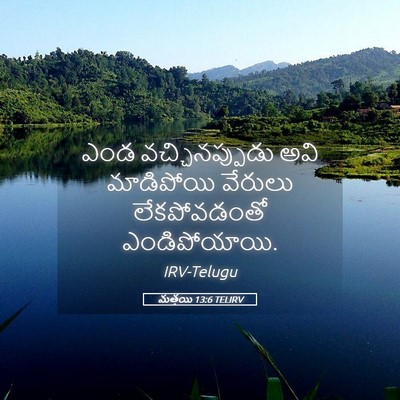 Picture 05 - మత్తయి 13:6 TELIRV - ఎండ వచ్చినప్పుడు - Bible Verse Picture