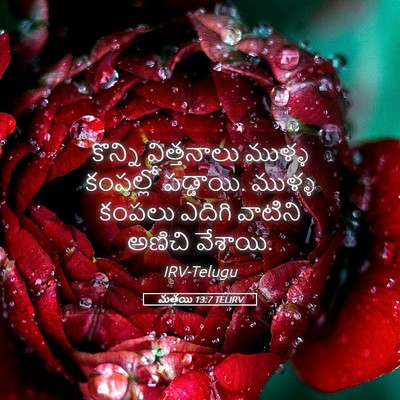 Picture 05 - మత్తయి 13:7 TELIRV - కొన్ని విత్తనాలు - Bible Verse Picture