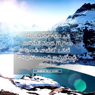 Picture 05 - మత్తయి 18:11 TELIRV - “మీరేమంటారు? ఒక - Bible Verse Picture
