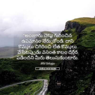Picture 05 - మత్తయి 24:32 TELIRV - “అంజూరు చెట్టు - Bible Verse Picture