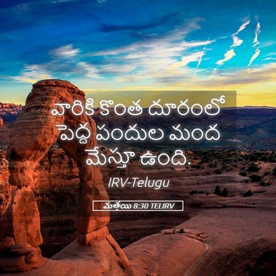 Picture 05 - మత్తయి 8:30 TELIRV - వారికి కొంత - Bible Verse Picture