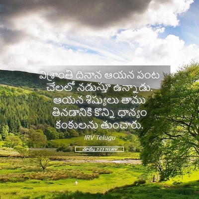 Picture 05 - మార్కు 2:23 TELIRV - విశ్రాంతి దినాన - Bible Verse Picture