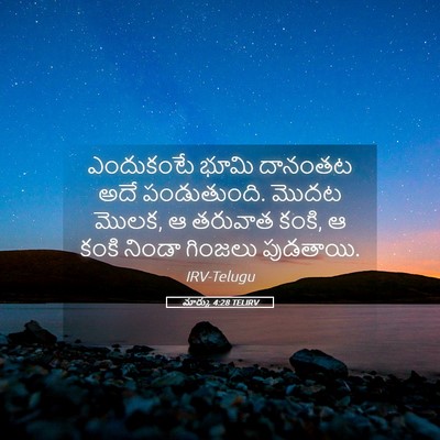 Picture 05 - మార్కు 4:28 TELIRV - ఎందుకంటే భూమి - Bible Verse Picture