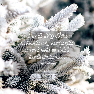 Picture 05 - మార్కు 4:6 TELIRV - కాని వాటి వేర్లు - Bible Verse Picture