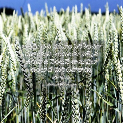 Picture 05 - యాకోబు పత్రిక 1:24 TELIRV - అతడు తన మొహం - Bible Verse Picture