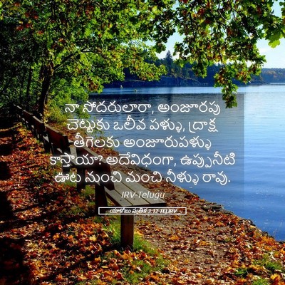 Picture 05 - యాకోబు పత్రిక 3:12 TELIRV - నా సోదరులారా, - Bible Verse Picture