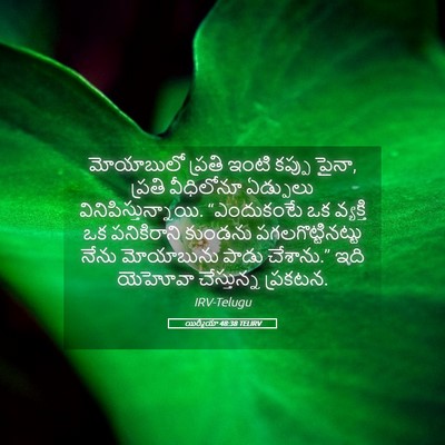 Picture 05 - యిర్మీయా 48:38 TELIRV - మోయాబులో ప్రతి - Bible Verse Picture