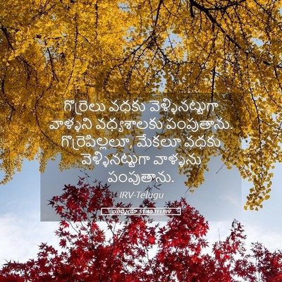 Picture 05 - యిర్మీయా 51:40 TELIRV - గొర్రెలు వధకు - Bible Verse Picture