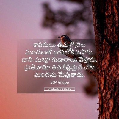 Picture 05 - యిర్మీయా 6:3 TELIRV - కాపరులు తమ - Bible Verse Picture