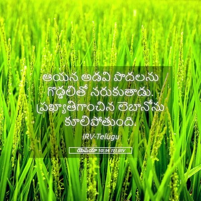 Picture 05 - యెషయా 10:34 TELIRV - ఆయన అడవి పొదలను - Bible Verse Picture