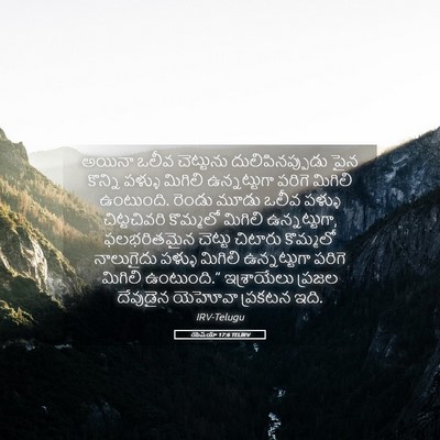 Picture 05 - యెషయా 17:6 TELIRV - అయినా ఒలీవ - Bible Verse Picture