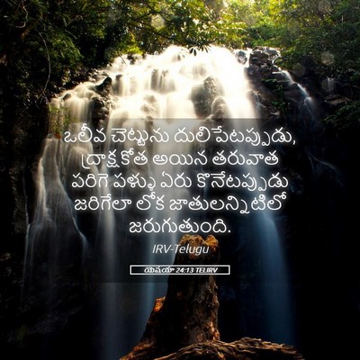 Picture 05 - యెషయా 24:13 TELIRV - ఒలీవ చెట్టును - Bible Verse Picture