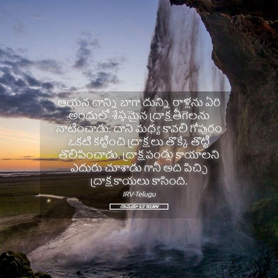 Picture 05 - యెషయా 5:2 TELIRV - ఆయన దాన్ని బాగా - Bible Verse Picture