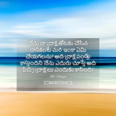 Picture 05 - యెషయా 5:4 TELIRV - నేను నా - Bible Verse Picture