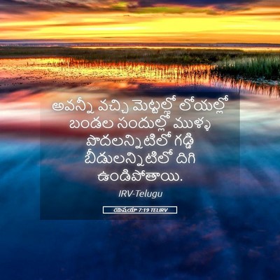 Picture 05 - యెషయా 7:19 TELIRV - అవన్నీ వచ్చి - Bible Verse Picture