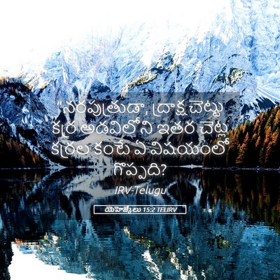 Picture 05 - యెహెజ్కేలు 15:2 TELIRV - “నరపుత్రుడా, - Bible Verse Picture