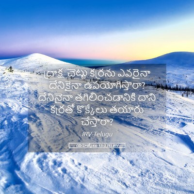 Picture 05 - యెహెజ్కేలు 15:3 TELIRV - ద్రాక్ష చెట్టు - Bible Verse Picture