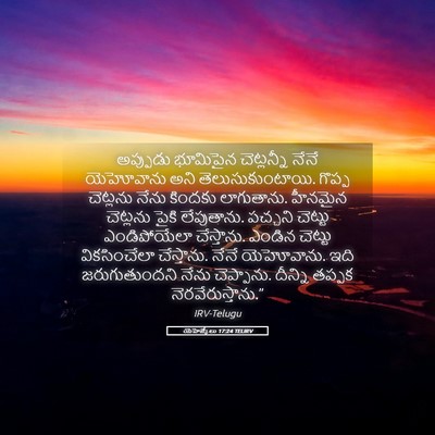 Picture 05 - యెహెజ్కేలు 17:24 TELIRV - అప్పుడు భూమిపైన - Bible Verse Picture