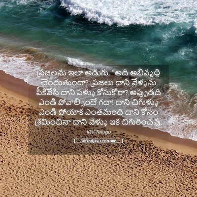 Picture 05 - యెహెజ్కేలు 17:9 TELIRV - ప్రజలను ఇలా అడుగు. - Bible Verse Picture