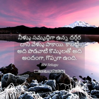 Picture 05 - యెహెజ్కేలు 31:7 TELIRV - నీళ్ళు సమృద్ధిగా - Bible Verse Picture